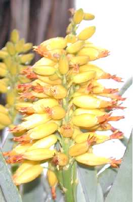 Kokerbom(Aloe dichotoma)