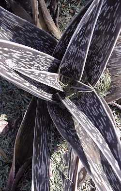 Namibian Partridge Breast Aloe(Aloe dinteri)