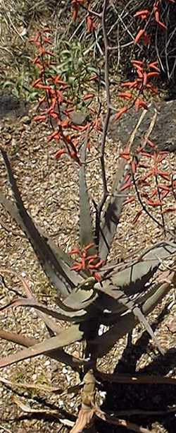 (Aloe divaricata var. divaricata )