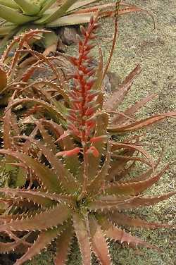 (Aloe dorotheae)