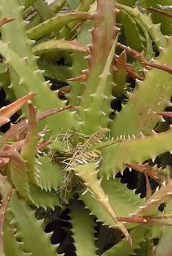 (Aloe dorotheae)