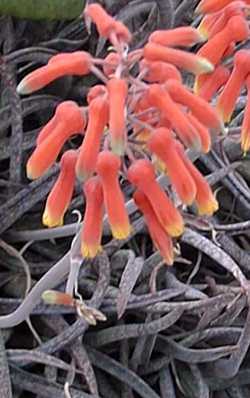 (Aloe ellenbeckii)