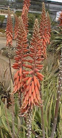 (Aloe esculenta)