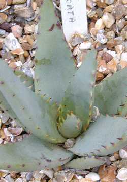 (Aloe falcata)