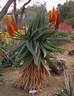 Tap Aloe, Bitter Aloe, Cape Aloe(Aloe ferox)