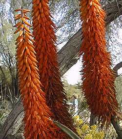 Tap Aloe, Bitter Aloe, Cape Aloe(Aloe ferox)