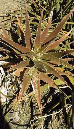 (Aloe fibrosa)