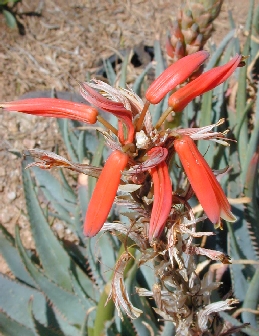 Blue Aloe(Aloe glauca var. glauca )