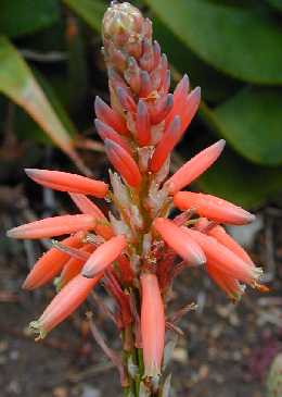 Blue Aloe(Aloe glauca var. glauca )