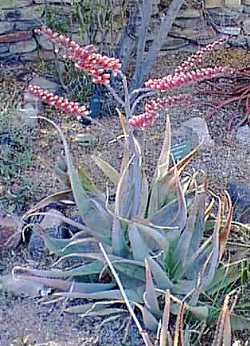 (Aloe globuligemma)