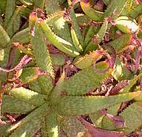 Bontaalwyn(Aloe grandidentata)