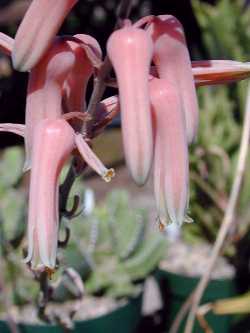 (Aloe harlana)