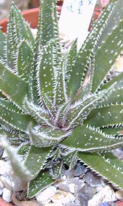 (Aloe haworthioides x albiflora)