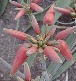 (Aloe hereroensis)