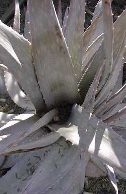 (Aloe hereroensis)