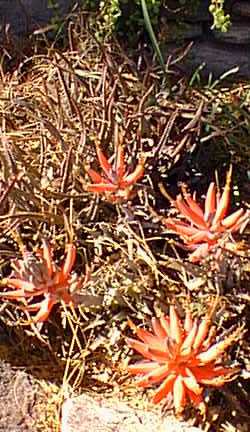 (Aloe jacksonii)