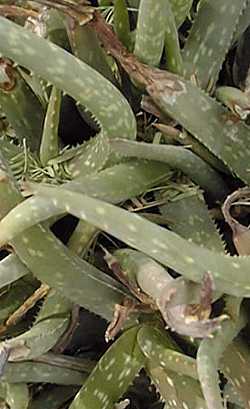 (Aloe jacksonii)