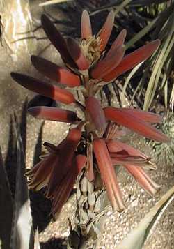 (Aloe littoralis)