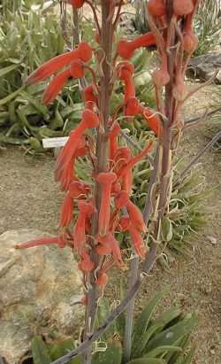 (Aloe longibracteata)