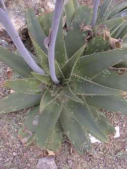 (Aloe longibracteata)