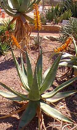 Bergaalwyn(Aloe marlothii)