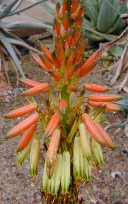 (Aloe microstigma)