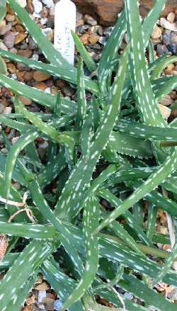 (Aloe millotii)