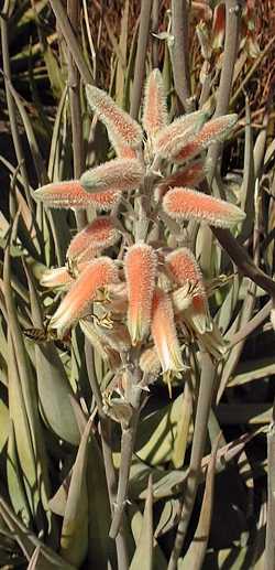 (Aloe molederana)