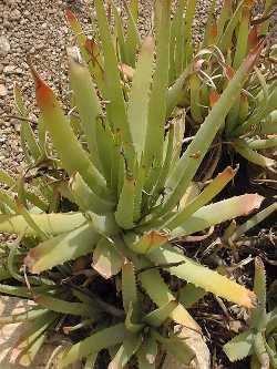 (Aloe mutabilis)