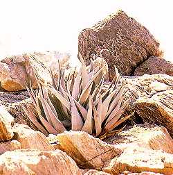 (Aloe namibensis)