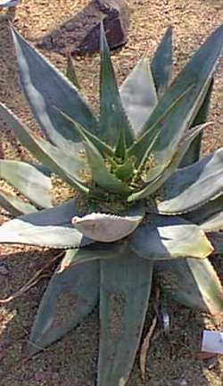 (Aloe ortholopha)