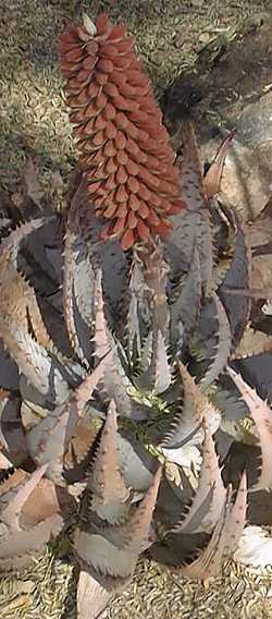 (Aloe peglerae)