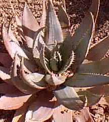 (Aloe peglerae)