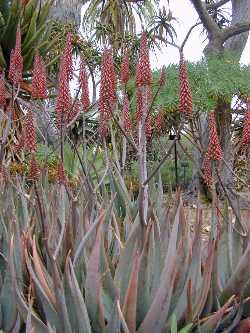 (Aloe petricola)