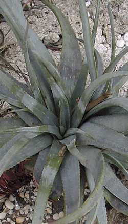 Kouga Aloe(Aloe pictifolia)