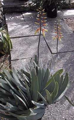 Fan Aloe(Aloe plicatilis)