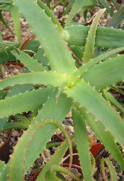 (Aloe pluridens)