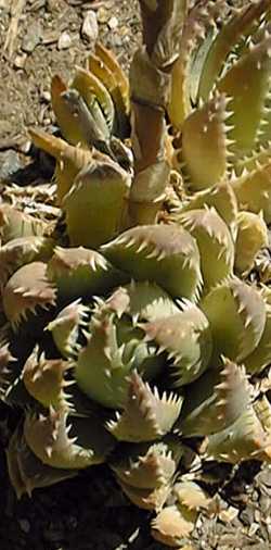 (Aloe brevifolia var. postgenita )