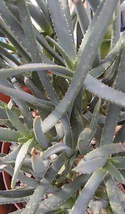 Maiden's Quiver Tree(Aloe ramosissima)