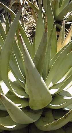 (Aloe reitzii var. reitzii )