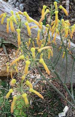 (Aloe reynoldsii)