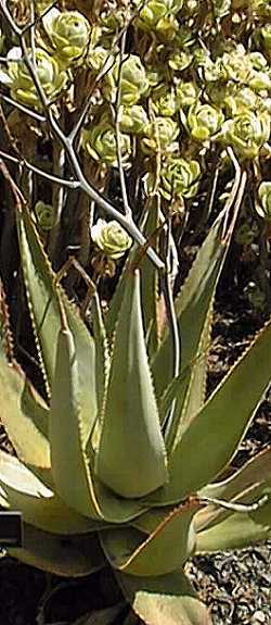 (Aloe rivae)