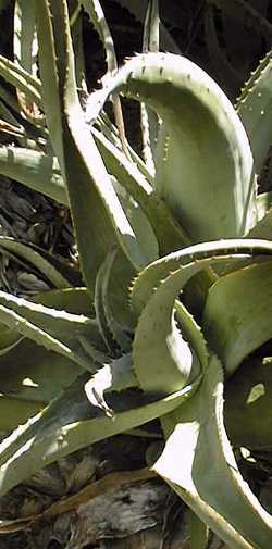 (Aloe schomeri)