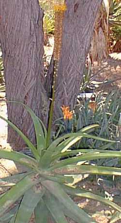 (Aloe spicata)