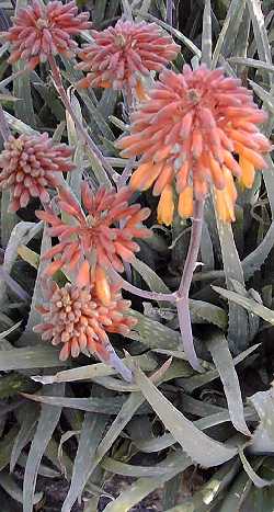 (Aloe sinkatana)