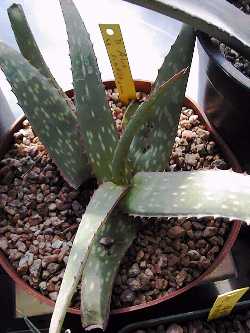 (Aloe sinkatana)