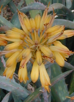 (Aloe sinkatana)