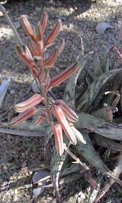 (Aloe somaliensis var. somaliensis )