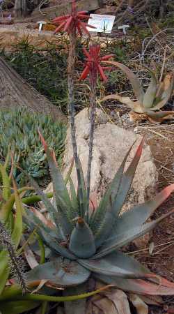 (Aloe suprafoliata)