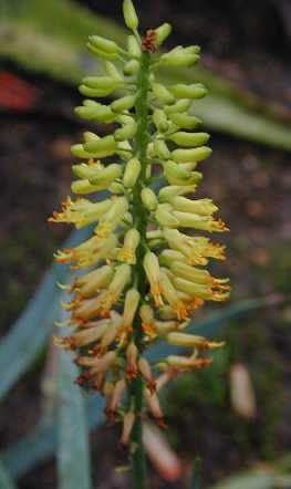 (Aloe tenuior)